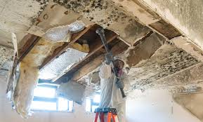 Mold Remediation